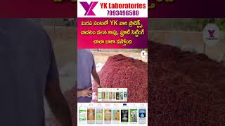 #Vaayuu #Yantra మిరప పంటలో YK వారి ప్రాడెక్ట్స్ వాడటం వలన కాపు, ఫ్రూట్ సెట్టింగ్ చాలా బాగా వస్తోంది