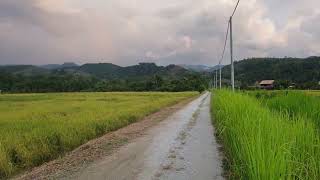 view of paddy fields in Malaysia