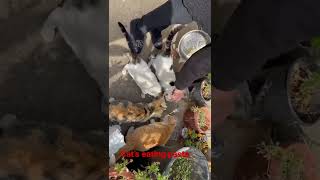 Cat’s eating pasta #lebanon #village #cat #cats #catlover