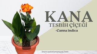 BİTKİ ANSİKLOPEDİSİ | KANA -TESBİH ÇİÇEĞİ- CANNA İNDİCA NEDİR? NERELERDE YETİŞİR? KANA ÇİÇEĞİ