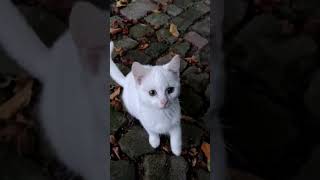 Cute white Cat