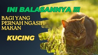 Ini balasannya bagi orang yang pernah ngasih makan kucing