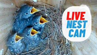 LIVE NEST CAM: Eastern Bluebird Nest in Virginia | 3 Baby Bluebirds