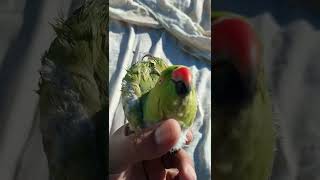 Female Parrot