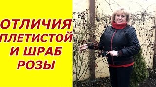 Как отличить Плетистую от Шраб розы ?