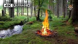 4K 📺 This is a Real Forest Campfire 🔥Soothing Sounds of Nature 🌲Ultra HD