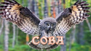 Странствия совы 6+