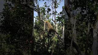 Pokok Limau Gajah atau Limau Bali berusia 100 tahun masih berbuah #shortsviral #shortvideo