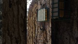 White-breasted Nuthatch🐦Suppertime Suet Nibble #whitebreastednuthatch