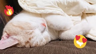 😂 Funniest Cats and Dogs Videos 😺🐶 || 🥰😹 Hilarious Animal Compilation №453