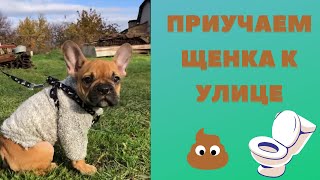 Как приучить щенка к туалету на улице 💩 ❇️Наш опыт❇️ 3 совета❗️📌