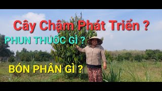 CÂY CHẬM PHÁT TRIỂN, BÓN PHÂN GÌ, PHUN THUỐC GÌ