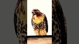 Red Tail Hawk calling. I took this video. #redtailedhawks #falcon #hawk #eagles #birdsofprey