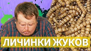 ПРОБУЕМ ЖИВЫХ ЛИЧИНОК ЖУКОВ