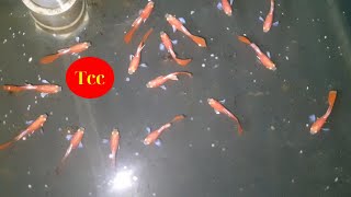 Trại Cá 7 Màu Buổi Sáng