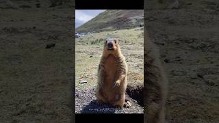 Playful and Adorable Himalayan Marmot Steals the Show!#cutemarmot #cuteanimals #marmot #marmota