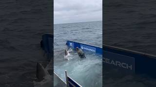 Tagging Great White Sharks with Ocearch!