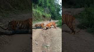 he will not run anymore determined to catch the tiger #57 #youtubeshorts #tiger