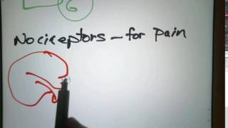 Receptor types Part 1 21 October