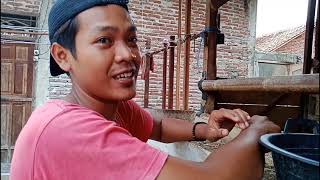 NGAPAK BREBES #KEPRIMEN (bakul wedus)