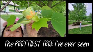 TULIP TREE-the prettiest tree I’ve ever seen at St Thomas, Ontario, Canada