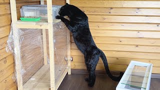 Luna the panther helps pythons move 🐍🐆(ENG SUB)