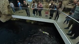 Otters at the Oceanarium - Oriente Lisbon, Portugal