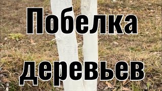 Побелка деревьев весной