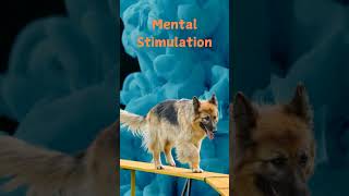 German Shepherd | Mental Stimulation | Fact #shorts