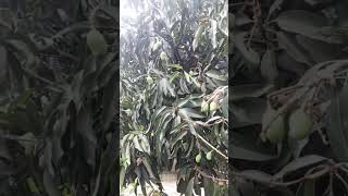 Mango tree #garden