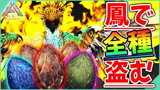 【ARK】幻のイベカラフェニックスでワイバーン卵盗んでみた！イベカラフェニックス3体テイムした男の最後を見届けろ！【スコーチドアース】