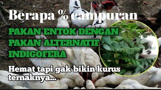 takaran pakan entok dengan alternatif indigofera