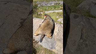 Cute Himalayan Marmot Lying On a Rock and Sunbathing#cutemarmot #cuteanimals #marmot #marmota #cute