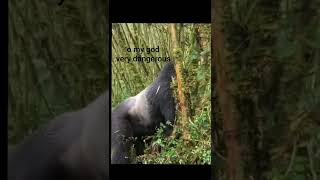 what would you react #shorts #animals #beautiful #love #cute #dangerous #gorilla #viral