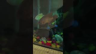 Gulabi sarara #viral #shortvideo #sorts #comedy #funny #fish #fishpond