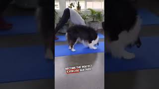 This dog is incredible at yoga! 🔥#shorts #funnyvideo