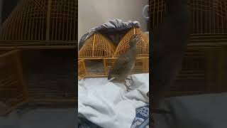 Gray francolin Teetar Ki Awaz Dakhni Teetar