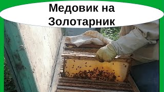 Медовик, сформированный в начале августа из 3 отводков на золотарник. Сколько мёда? Отбор в октябре