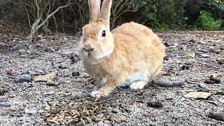 Rabbit suddenly comes back to himself