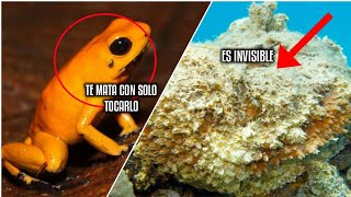 Los ANIMALES Más LETALES Que Pueden MATARTE en SEGUNDOS (Si los ves NO te acerques)