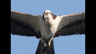 OSPREY DIVE MYSTIC LAKES 2085 THURS.  JUNE 13, 2024