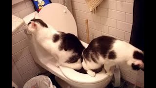 😺 Зря мы пили это молоко! 🐈 Самое смешное видео с котами и котятами для хорошего настроения! 😺