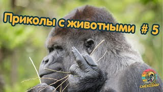 Самые смешные животные / Приколы с животными 2023 / #5