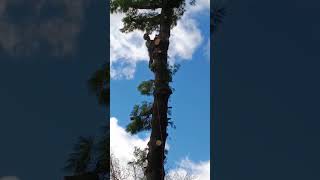 Little drop drop #inspiration #tree #awesomeearth #youtubeshorts