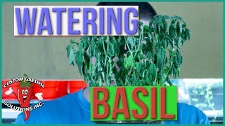 When To Water Basil - Italian Basil Watering Tips