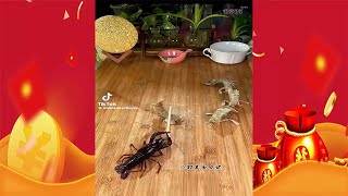 Stop motion asmr | Cook colorful seafood dishes, shrimp, crab and fish