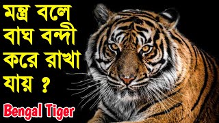 কিভাবে সুন্দরবন জঙ্গলে মন্ত্র বলে বাঘকে বেঁধে রাখা হয় || Tiger attack || Royal Bengal Tige 🐅🐅🐅