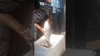 Big Big Catol fish 🐟🎣🐠 #shorts #shortsfeed #viralvideo #trending