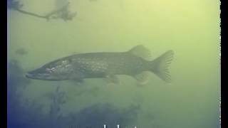 Щука Часть 5 Pike Underwater