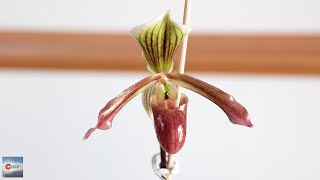 Mini Paphiopedilum Orchid (fowlei album x helenae)